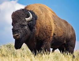 Buffalo 1
