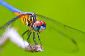 Dragonfly3