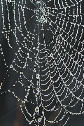 spider-web1a