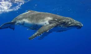 whale-1