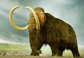 Mammoth 1