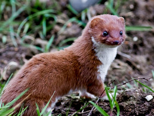 Weasel 1a