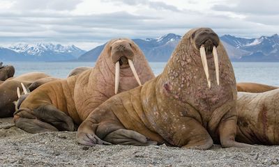 Walrus 1 small