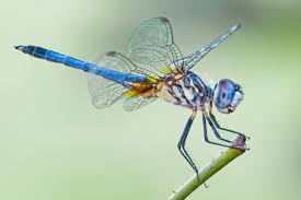 Dragonfly2